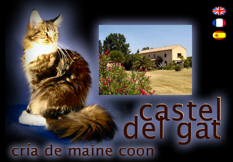 Castel Del Gat, cr�a de Maine Coon.