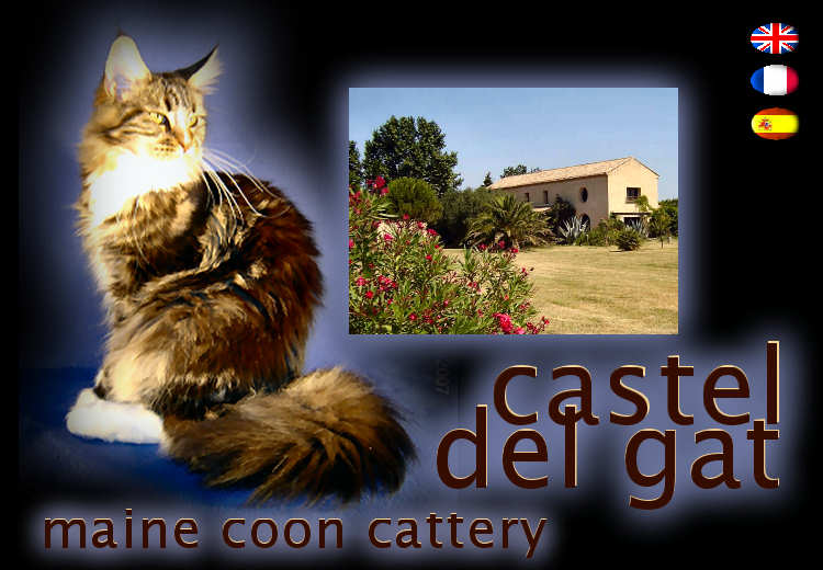 Castel Del Gat, Maine Coon cattery.