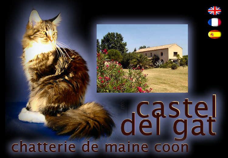 Castel Del Gat, levage de chats Maine Coon.